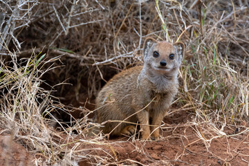 Fox mongoose looks out of its burrow