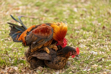 Chicken and rooster making love.