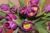 Fototapeta Tulipany - Bouquet of magenta lilac purple ultraviolet tulips with green leaves. Purple tulips. Easter and spring greeting card. Mothers day gift. purple tulips in a garden