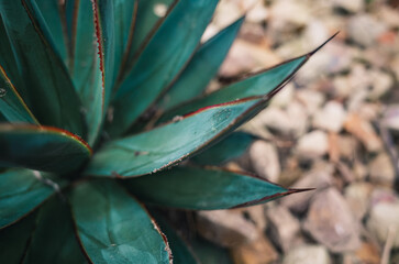 agave blue glow