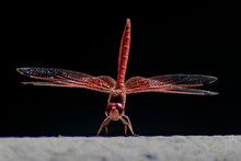 Red Dragonfly Looking Straight Ahead