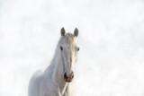 Fototapeta Konie - Portrait of a beautiful white horse in the fog in high key