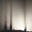Illuminated pathway through the mighty trees at night. Scary forest scene. Tree silhouettes in the dark. Panoramic monochrome image. Nature, environment. Silence, loneliness, gothic concepts