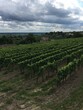Vineyards around Saint-Emilion area in Bordeaux. Famous wine region. Summer. Rows of vine on a hill. Early morning at countryside