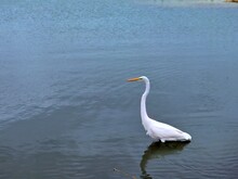 Snowy Egret In Water