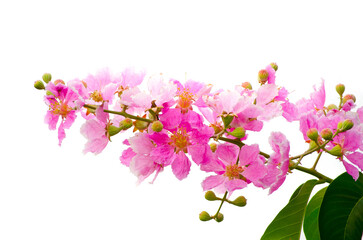 Sticker - A bunch of pink blossom petals flower in a spring season isolated on white background.