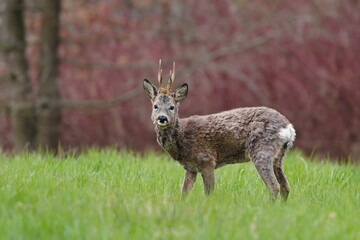 Poster - Portrait of a beautiful robuck standing in the grass. Wildlife scene in spring nature. Capreolus capreolus. Roe deer in the nature habitat.