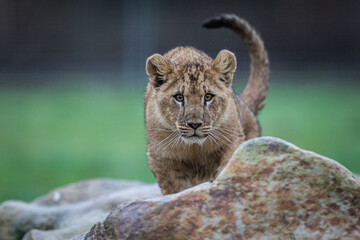 Wall Mural - baby lion playing on the rock