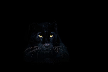 Wall Mural - black panther with a black background