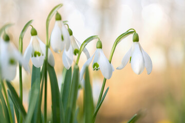  Group of growing common snowdrops (Galanthus nivalis). Soft light background.