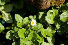Blooming Strawberry Plants In A Soft Fruit Garden -  Many White Flowers On Low Bushes -  Fragaria Ananassa.