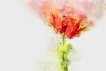 Wall Mural - watercolor style and abstract image of red poppy flower