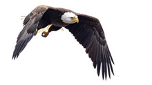 Bald Eagle On A Perch And In Flight