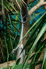 Wall Mural - Blue lizard tail hanging on the leaves of a palm tree.