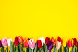 Fototapeta Tulipany - Colorful tulips on yellow background, easter concept.