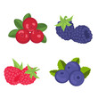 Berries flat illustration isolated on white. Cranberries, blackberries, raspberries, blueberries.