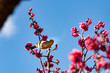 梅の花とメジロ　千葉県　日本