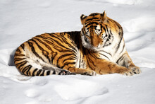 Sleeping Siberian Tiger In Snow