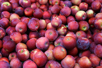 Wall Mural - Fresh picked apples background in the harvest season