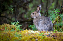 Snowshoe Hare, Juneau, Alaska