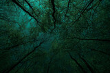 Fototapeta  - Grüner Wald mt Buchen im Frühling. Baum mit grünen Blättern und Sonnenlicht. Hintergrund