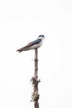 A Perched Tree Swallow