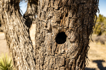 Birds Nest Hole In Mature Joshua Tree