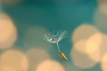 Dandelion seed head with a single droplet of water. Seed head is against a blue background with bokeh fairy lights. Focus on seed and stem.