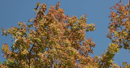 Sticker - Maple tree in the autumn season