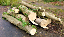Pile Of Trunk Logs From Fresh Cut Neighborhood Tree