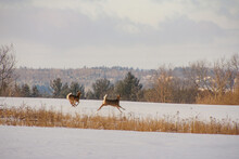 Two Deers Running In A Field Near The Forest In Quebec, Canada