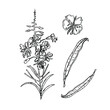 © Nina - Narrowleaved ivan tea ivantea kiprey narrowleaved or koporsky tea. Graphic drawing of a willow-herb flower black outline. Wildflowers black and white clipart.