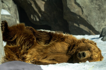 Poster - sleeping grizzly bear