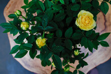 Rose Bush With Green Leaves And Yellow Roses Open And Bud, On A Rustic Table On A Gray Background.
