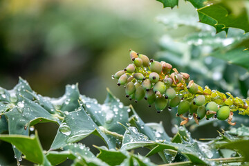 Berberine or Chinese Barberry (Berberis sp.), shrub with small yellow flowers, covered with raindrops