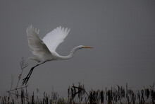 Flying Egret,