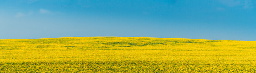 Wall Mural - Rural Landscape With Blossom Of Canola Colza Yellow Flowers. Rapeseed, Oilseed Field Meadow. Panorama