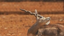 Goa, India. Blackbuck Or Antilope Cervicapra, Also Known As The Indian Antelope, Is An Antelope Found In India, Nepal, And Pakistan. Blackbuck Graze In Park. Set, 4K.