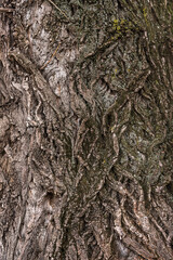 Wall Mural - Carved texture of tree bark. The bark of a tree with cracks. wood texture, natural tree bark. DNatural background, bark of a tree that traces cracking.