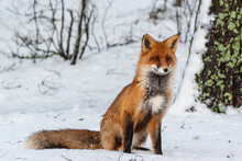 Red Fox On The Snow In Russia, Leningradskaya Oblast
