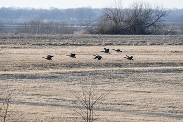 Sticker - Geese Flying Over a Farm Field