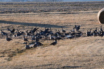 Canvas Print - Flock of Geese in a Farm Field