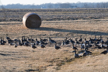 Poster - Flock of Geese in a Hay Field