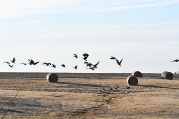 Poster - Flock of Geese Flying Over a Hay Field