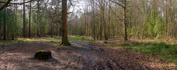 Wall Mural - Woodland walk in the forest in the spring , Hampshire