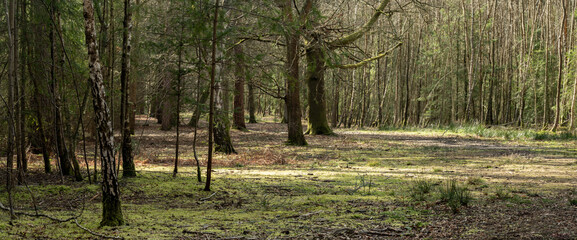 Wall Mural - Woodland walk in the forest in the spring , Hampshire