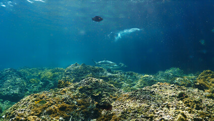 Wall Mural - Blacktip reef in the shallow water at a coral reef