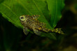 Peckoltia vittata, catfish, tropical fish in the aquarium.