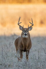 Wall Mural - Whitetail at Sunrise