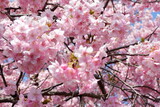 Fototapeta Kwiaty - 満開の河津桜